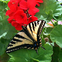 Western Tiger Swallowtail