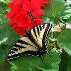 Western Tiger Swallowtail