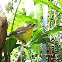 Olive-backed Sunbird