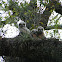 Great Horned Owl