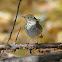 Hermit Thrush