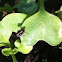 Bagrada bug