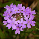 Verbena