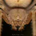 Orb Weaver