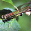 Brown Dragonfly