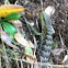 Alligator Lizard
