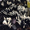 Candlesnuff Fungus