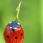 Seven-spot ladybird