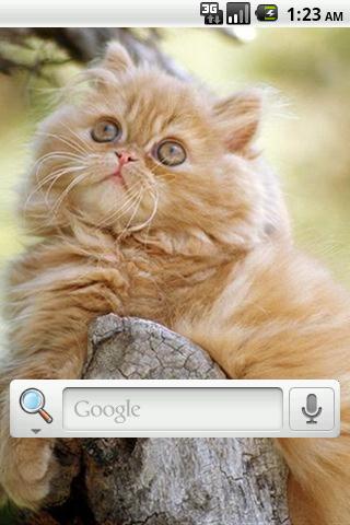 Persian Cats Live Wallpaper