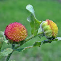 Asteraceae (aster, daisy, or sunflower family)
