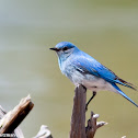 Mountain Bluebird