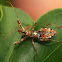 Assassin Bug