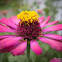 Zinnia