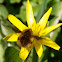 Bombylius major