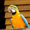 Blue and Yellow Macaw