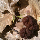 False morel