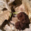 False morel