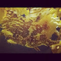 Sargassum Fish "frog fish"