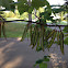 Redbud