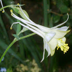 Columbine