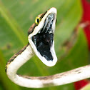 Vine Snake