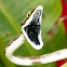Vine Snake