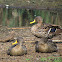 Yellow-billed Duck