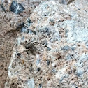 Jumping spider