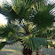 Palmetto Tree