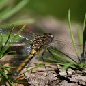 Hudsonian Whiteface