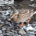 Mallard
