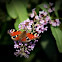 Peacock butterfly
