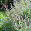 Vitex