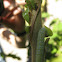 Clearwing Caterpillar