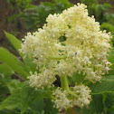 Red Elderberry Blossoms