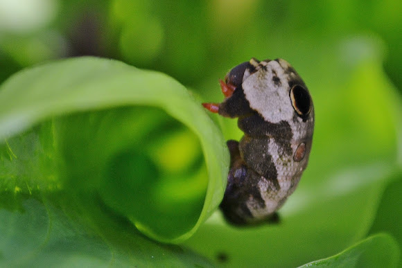 Spotting Image 1