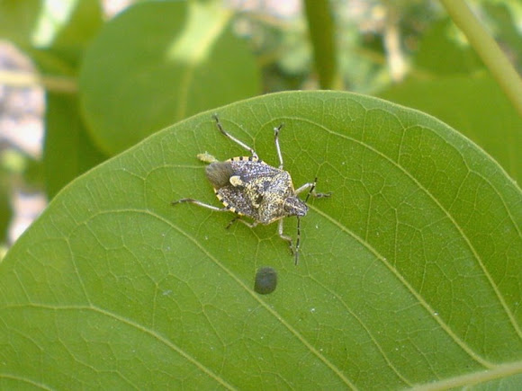 Spotting Image 1