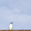 Sombre Kingfisher