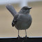 Northern Mockingbird