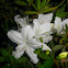Azelea