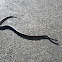 Black headed Python