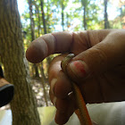 Redbelly Snake