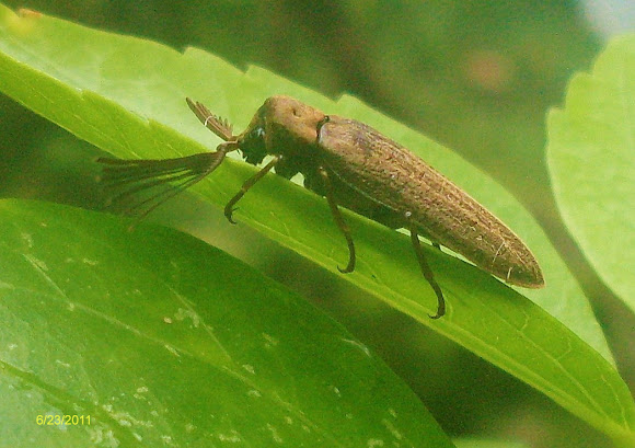 Spotting Image 1