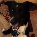 Border collie mix