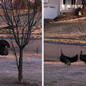 Wild Turkeys