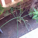 Onion plant 