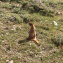 Yellow Bellied Marmot