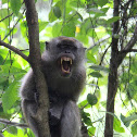 Crab-eating macaque or Long Tailed macaque
