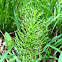 Horsetail or Rushes