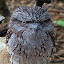 Tawny Frogmouth